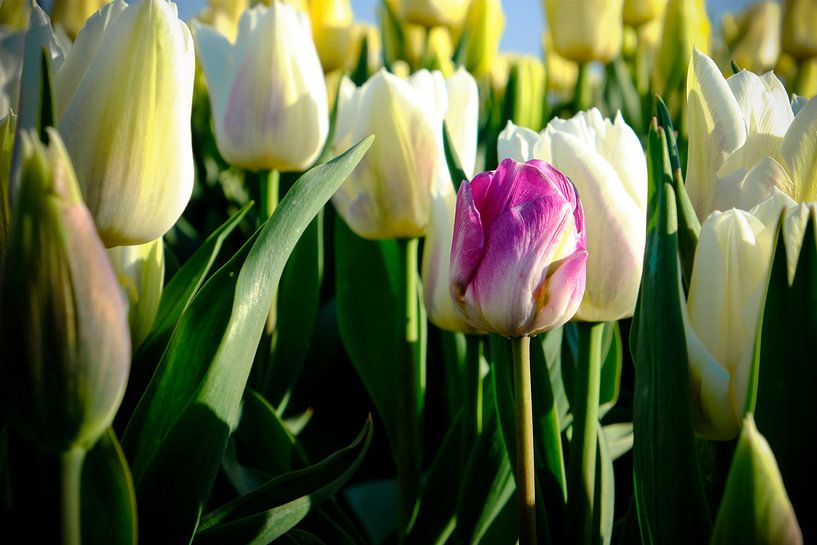 Tulips in the Beemster by Arno Prijs