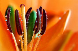 Lilie mit Wassertropfen