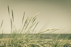 herbe des dunes