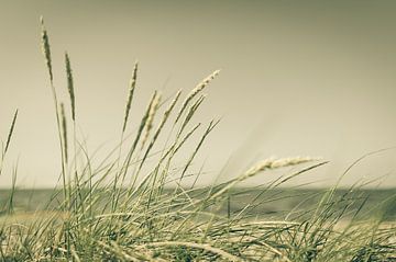dune grass by Denis Feiner