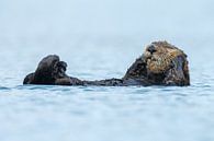 Zeeotter in het blauwe water van Alaska van Menno Schaefer thumbnail