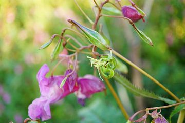 Close-up van wilde bloem (Impatiens glandulifera) van ViLa