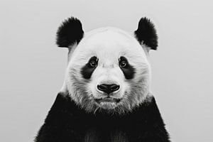 Panda in Schwarz-Weiß