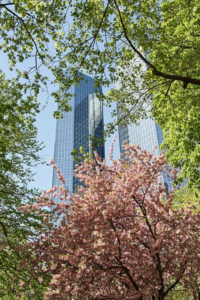 Un gratte-ciel derrière un cerisier en fleurs par Thomas Marx