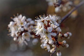 Blossom sur Rob Boon