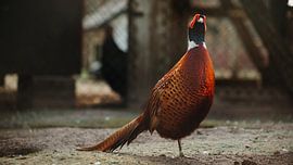 Fasan von Bjorn Brekelmans