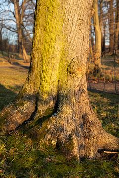 Tree trunk in the evening light 3