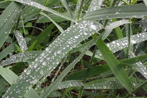 regendruppels op groen blad