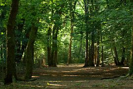 Waldweg von LM fotografie