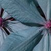 Clematis von Andrea Meister