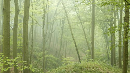 Misty Neigem Forest Spring Landscape