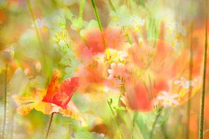 summer breeze