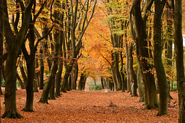 Autumnal beech forest by Paul van Gaalen, natuurfotograaf