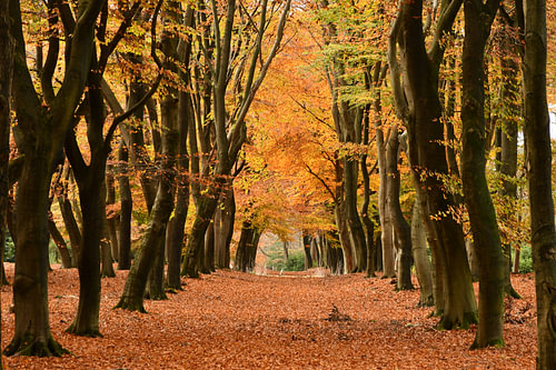 Herfstbos met beuken