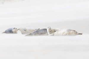 Phoques communs au repos dans une tempête de sable sur la plage sur Marcel Klootwijk