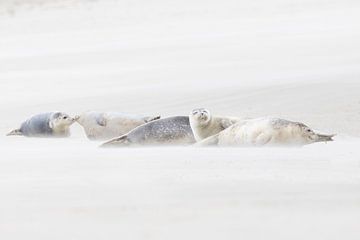 Rustende gewone zeehonden in een zandstorm op het strand van Marcel Klootwijk