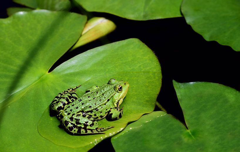 Ein grüner Frosch sitzt auf einem Blatt im Teich van Ulrike Leone