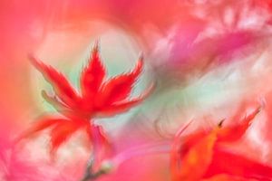 Party of Autumncolors