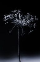 hogweed