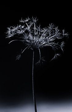hogweed