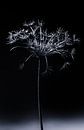 hogweed by Peter Laarakker thumbnail