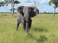Olifant in Botswana