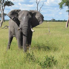 Olifant in Botswana van Kim van de Wouw