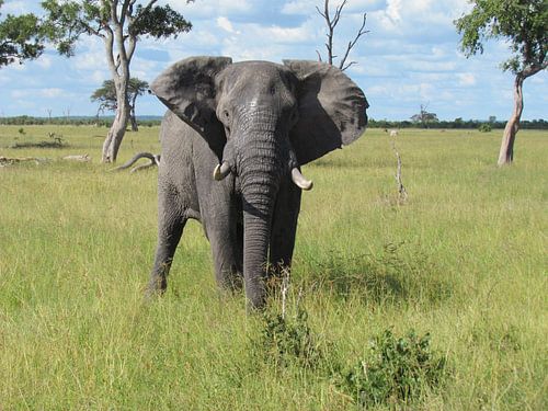 Olifant in Botswana