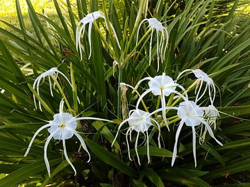 flowers van Mike Gatting