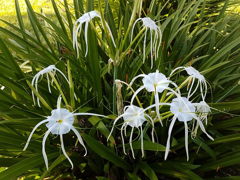 flowers von Mike Gatting