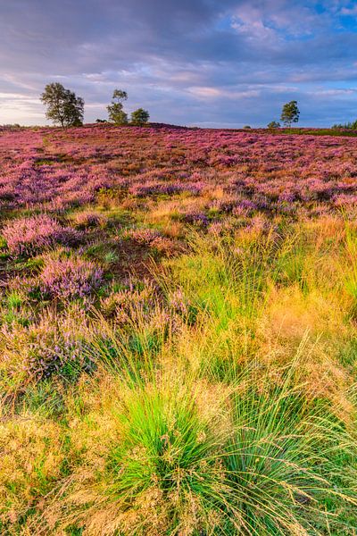 Zonsopgang boven bloeiende heide in natuurgebied de Veluwe van Sjoerd van der Wal Fotografie
