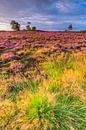 Zonsopgang boven bloeiende heide in natuurgebied de Veluwe van Sjoerd van der Wal Fotografie thumbnail