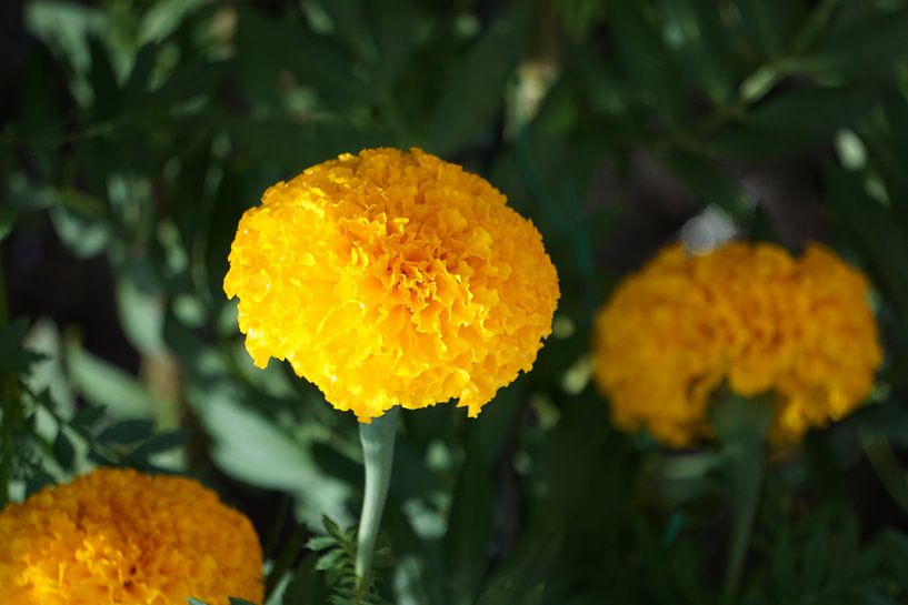 gele plant von Bart Cornelis de Groot