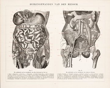Anatomie. Parois abdominales de l'homme sur Studio Wunderkammer