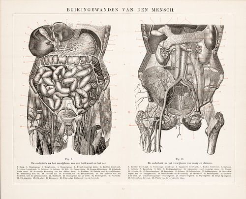 Anatomie. Buikingewanden van de mens