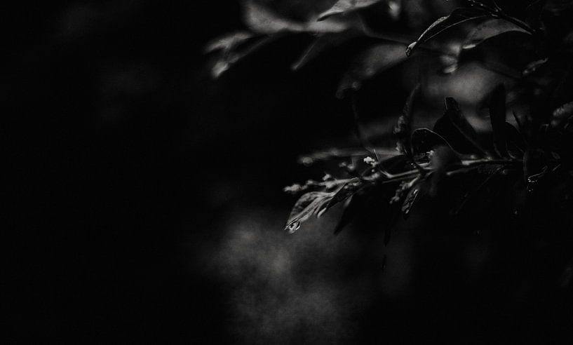 lowkey image of rain on leaves by wiebesietze