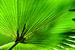 Green leaf 1 van Hans Lunenburg