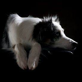 Australian Shepherd von Jana Behr