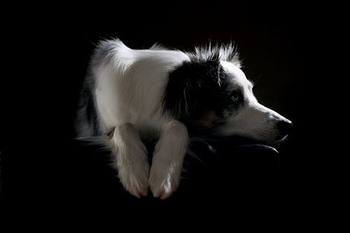 Australian Shepherd van Jana Behr