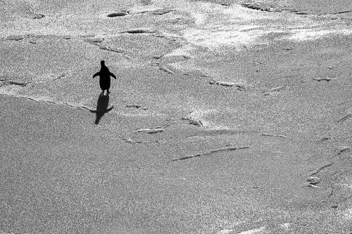 Eenzame adelie pinguin op ijsschots in Antarctica