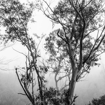 Regenwoud in de mist IV