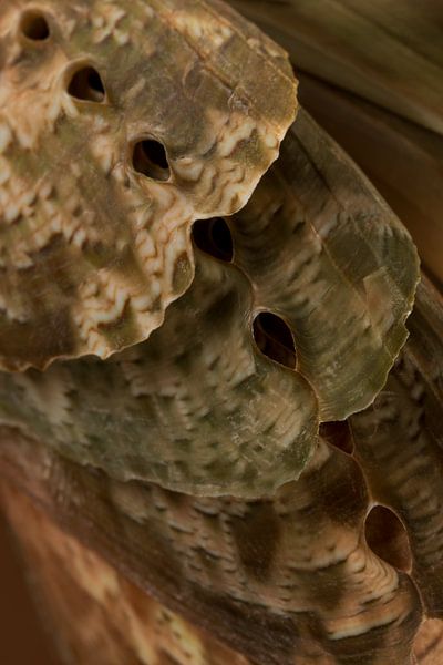 Abstraction in natural shades of green and brown by Marjolijn van den Berg