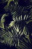 Donkergroen varenblad Botanisch