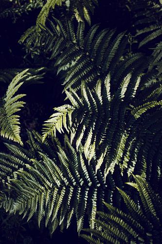 Donkergroen varenblad Botanisch