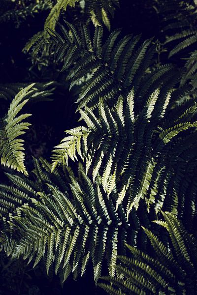 Donkergroen varenblad Botanisch van Imladris Images