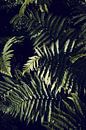 Donkergroen varenblad Botanisch van Imladris Images thumbnail