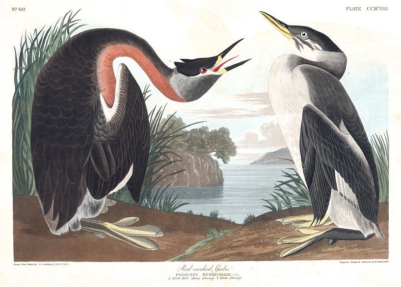 Grèbe Jougris par Birds of America