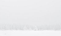 Winter Treeline van Raoul Baart thumbnail