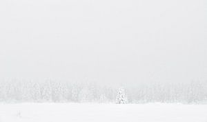 Winter Treeline
