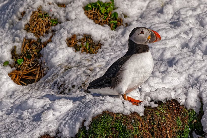 Puffin on Hornøya by Kai Müller